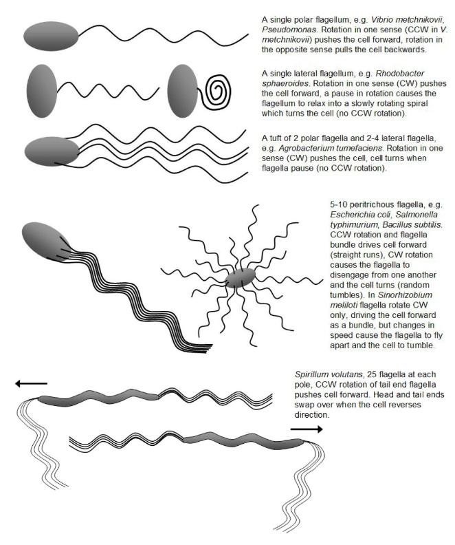 bacteria flagella modes