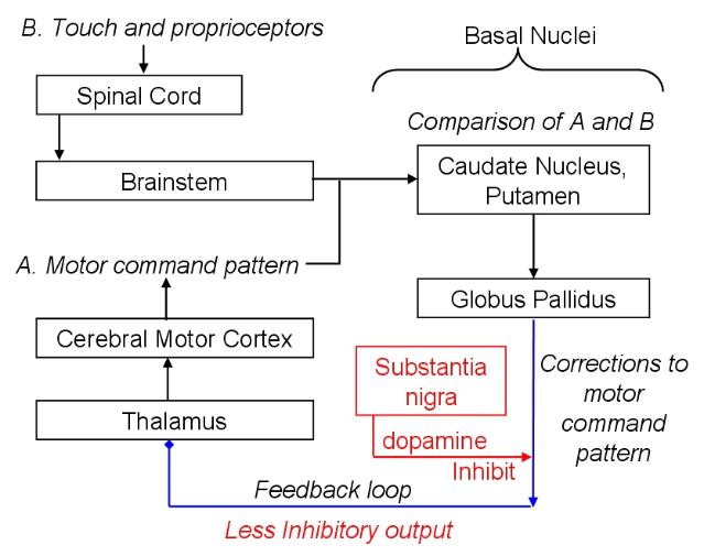 basal nuclei circuit