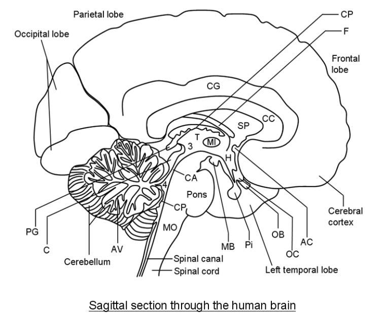 sagittal section of the human brain