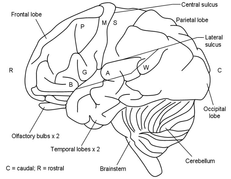 surface of teh human brain, lateral view