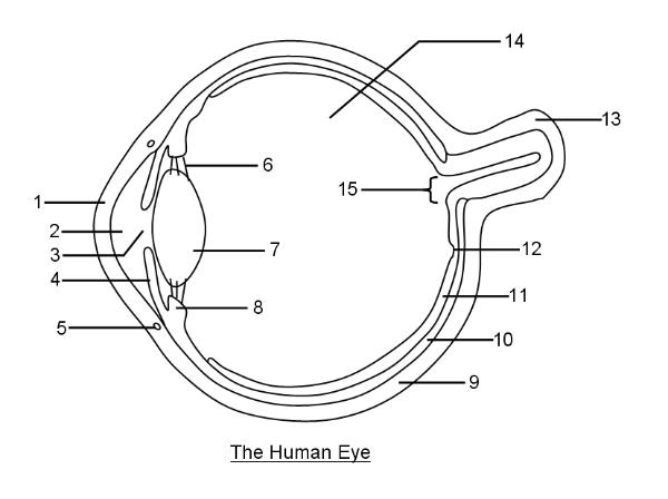 Diagram of section through human eye