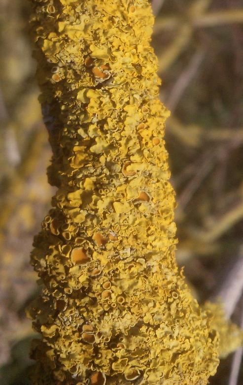 Xanthoria parietina lichen