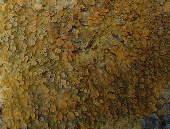 lichen apothecia