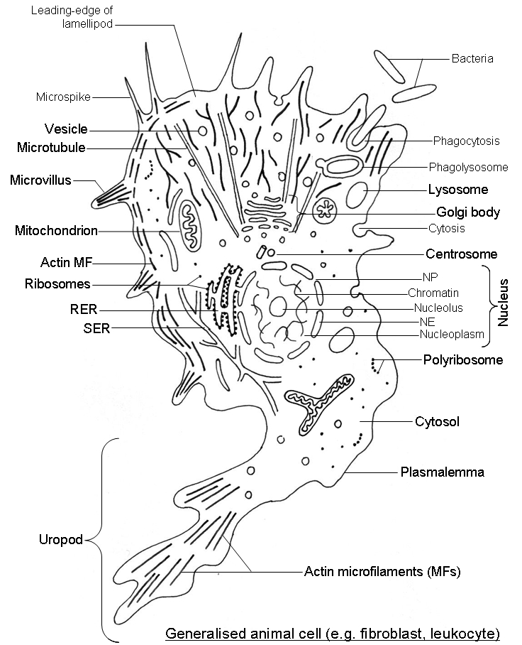 Cell diagram with labels