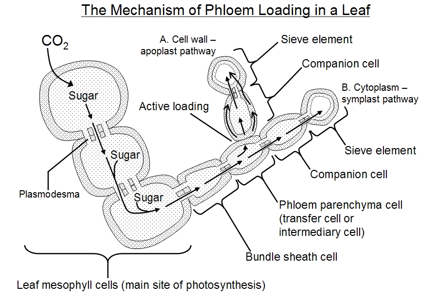 Transport In Plants