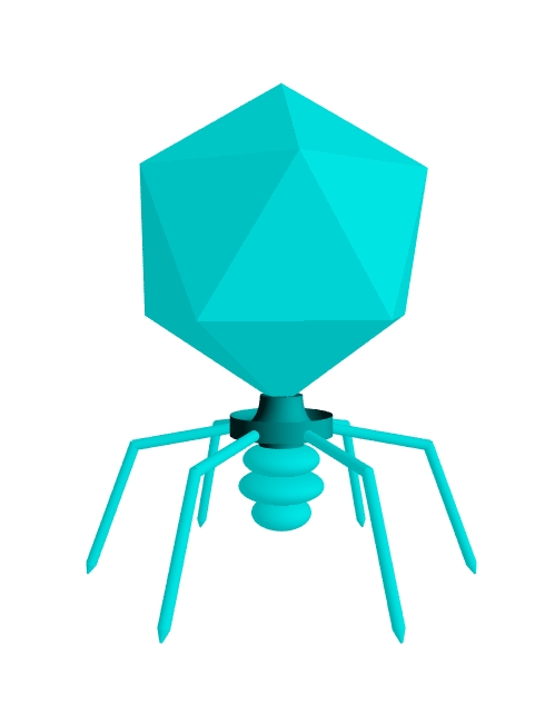 Above: a podovirus, a virus which infects bacteria (a bacteriophage or phag...