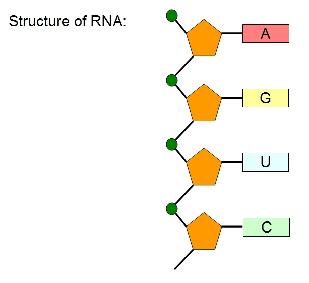 RNA structure