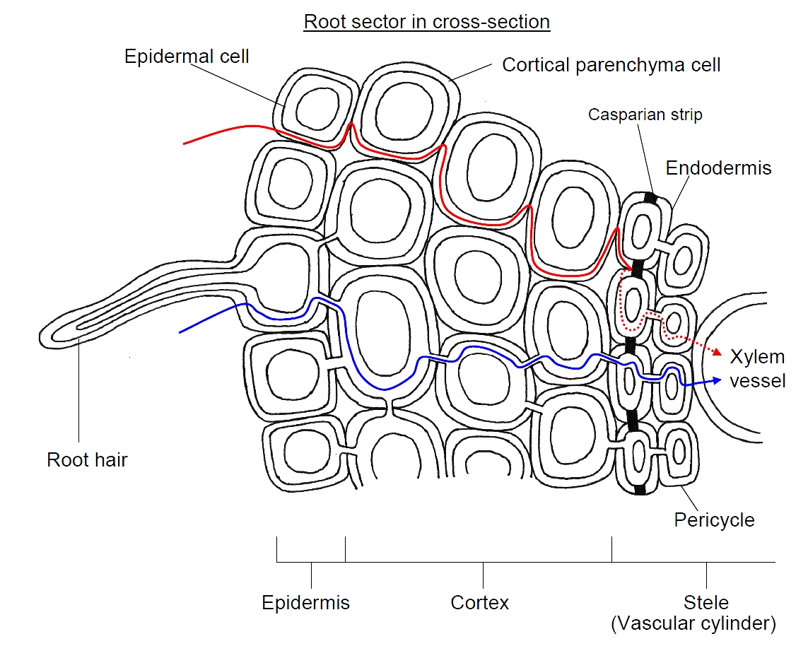 Transport In Plants