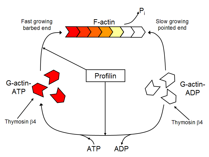 actin cycle