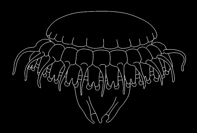 Coronate jellyfish
