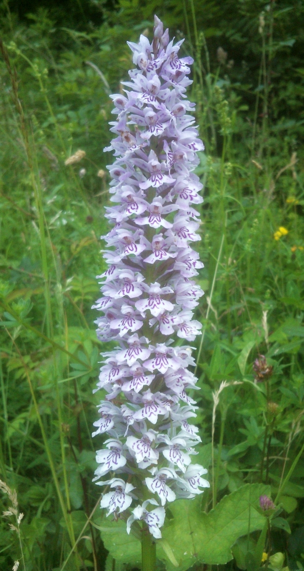 Common Spotted Orchid, Dactylorhiza fuchsii