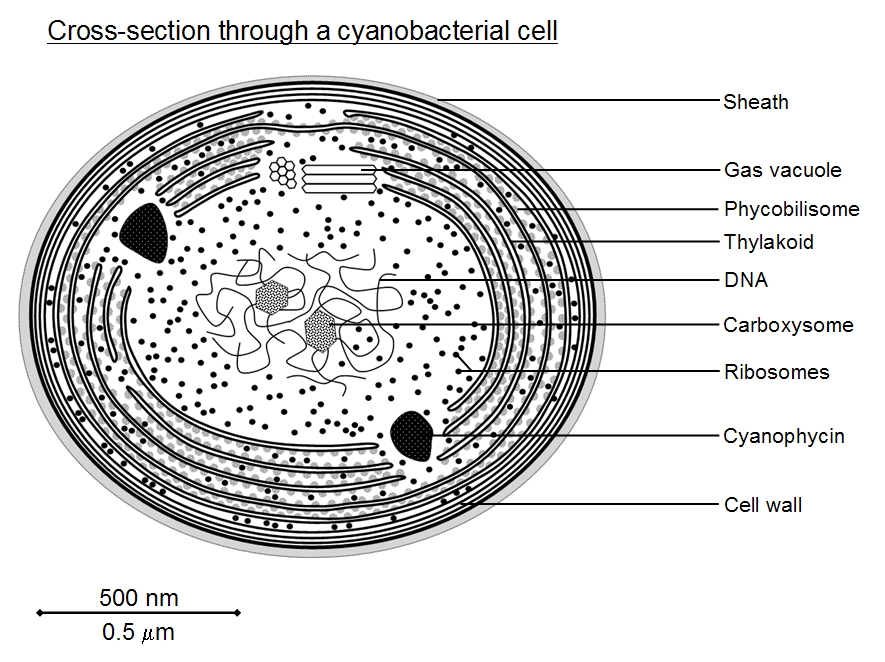 Anabaena Cell Labeled