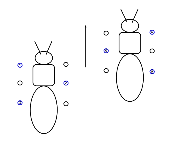 insect walking pattern 2