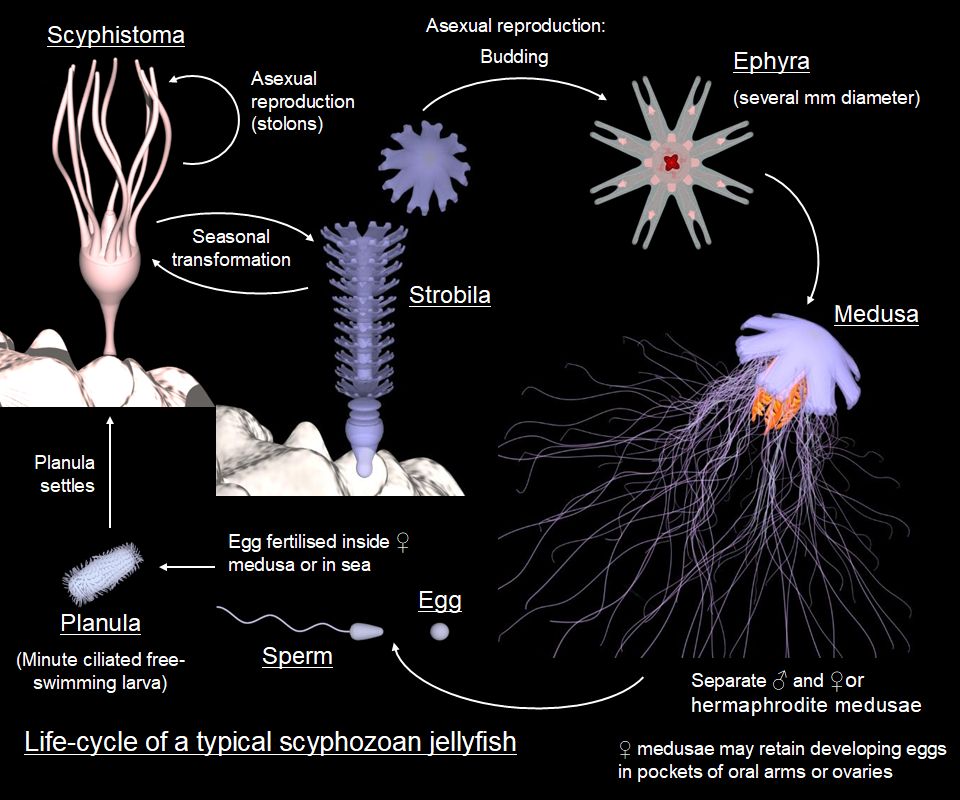 Jellyfish lifecycle