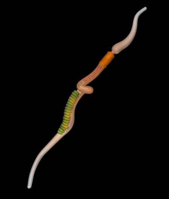 Acorn worm