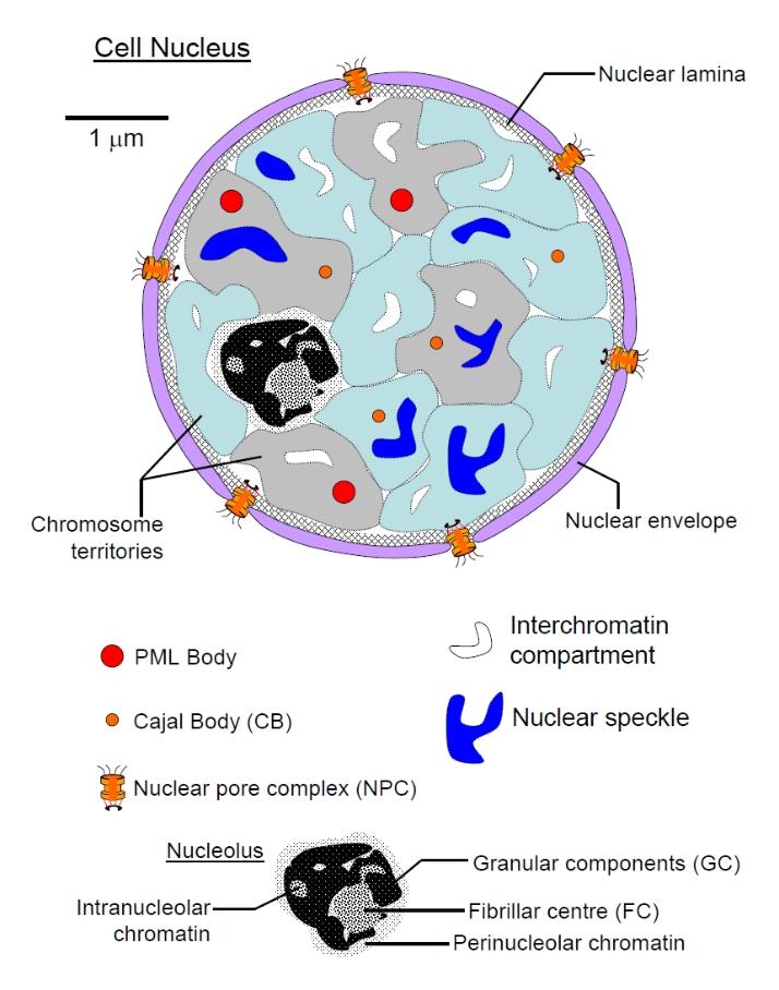 Cell nucleus showing additional structures
