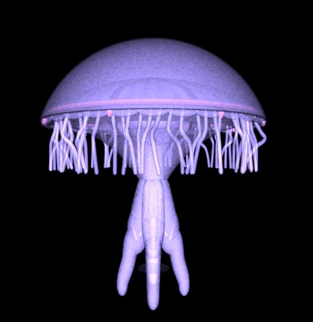 Jellyfish - a scyphozoan medusa