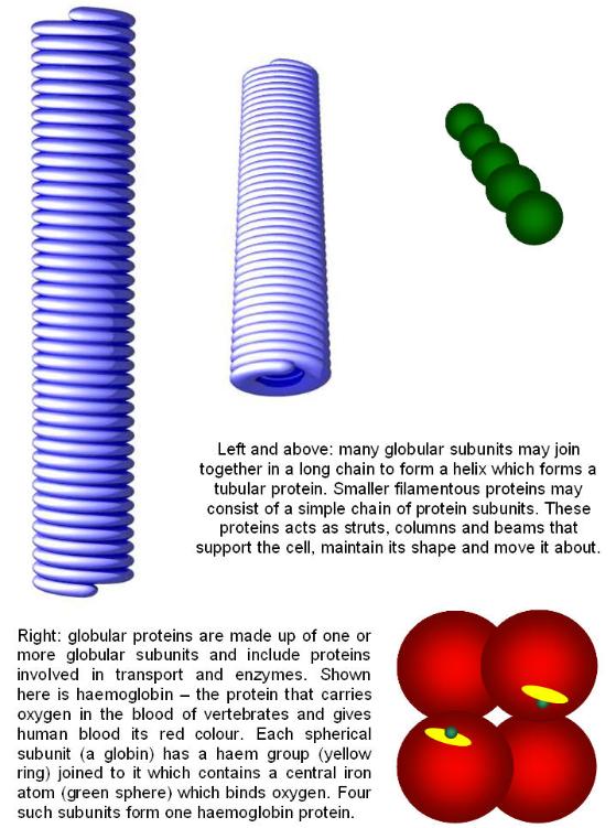 Protein types