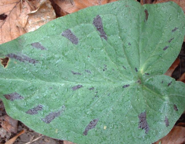 Arum leaf in winter