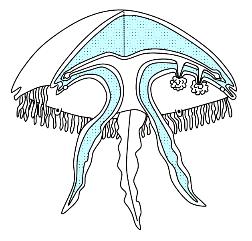 Jellyfish cutaway diagram to label