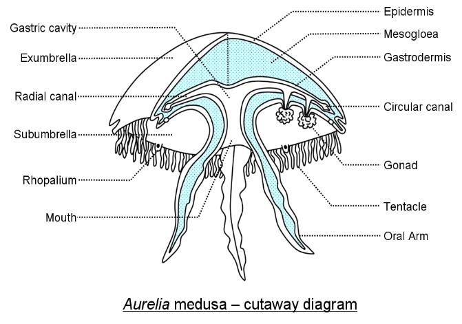 Aurelia jellyfish cutaway diagram