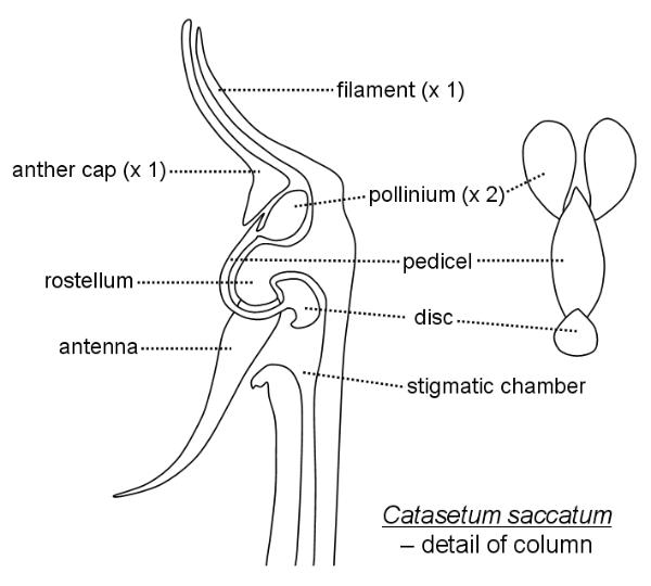 column of Catasetum - saggital section