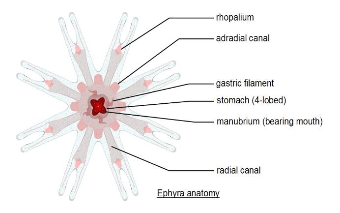 ephyra anatomy