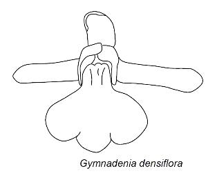 Gymandenia densiflora