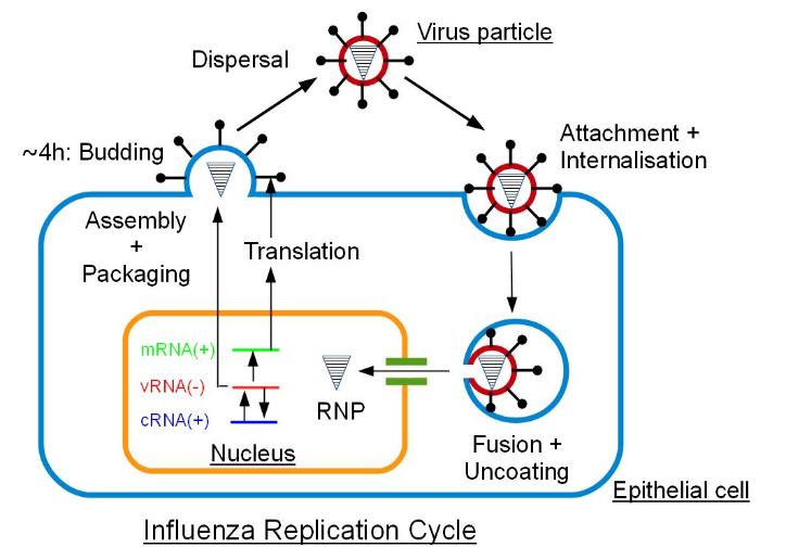 influenza replication cycle