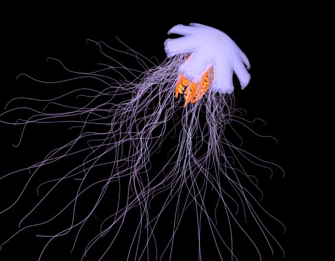 Cyanea jellyfish, PovRay model