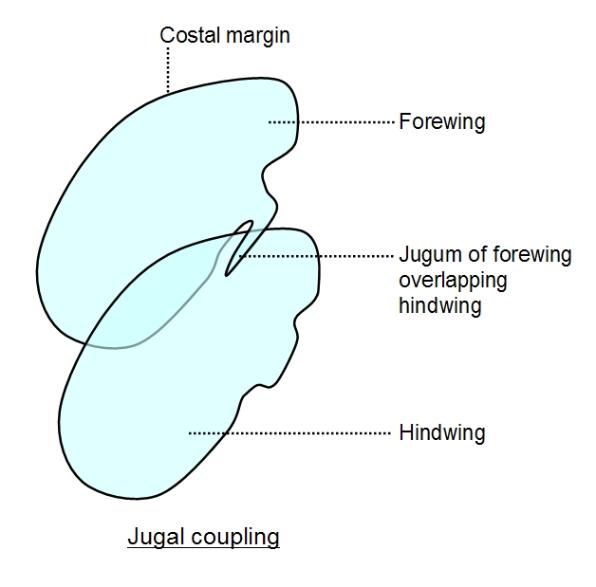jugal coupling