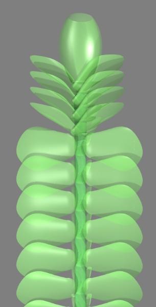 leafy liverwort - dorsal view - Pov-Ray model