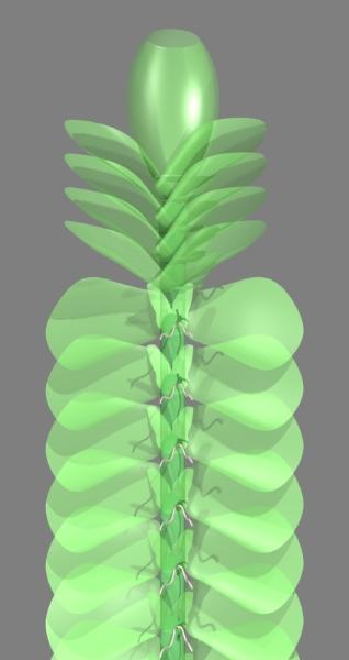 leafy liverwort - ventral view - Pov-Ray model