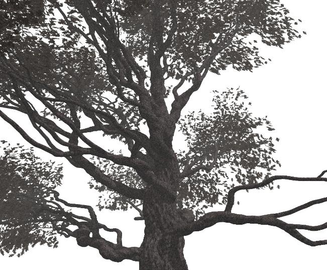 pov-ray model of an oak tree