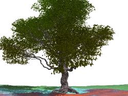 pov-ray model of an oak tree
