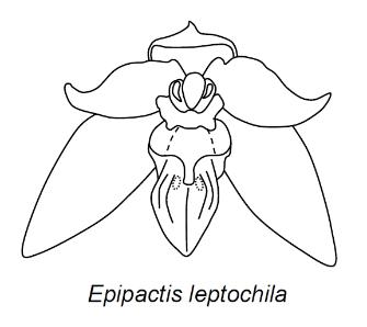 Epipactis leptochila