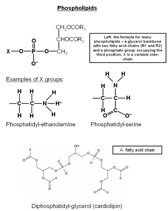 phospholipids